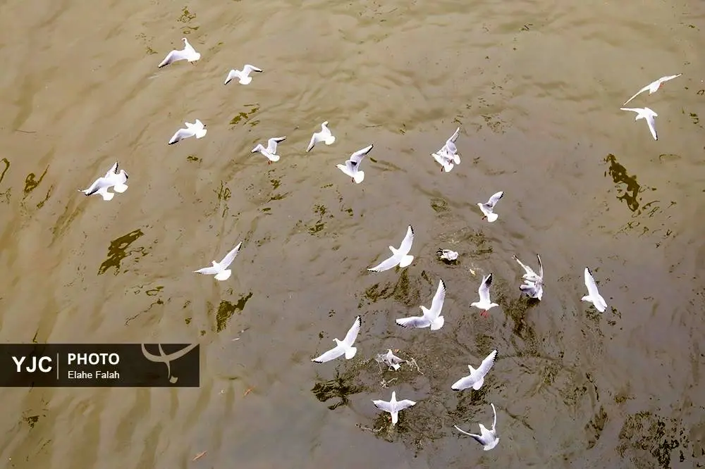 تصاویر؛ کاکایی‌ها؛ تماشایی‌ترین رفت‌وآمد زمستانی انزلی 30