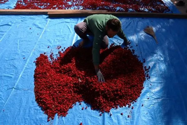 تصاویر؛ برداشت چای ترش‌