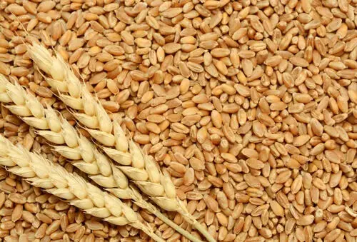 دولت به گندم یارانه می‌دهد؟
