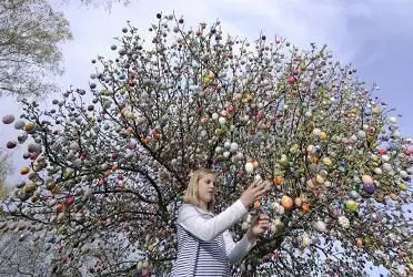 عکس> درخت تخم مرغ