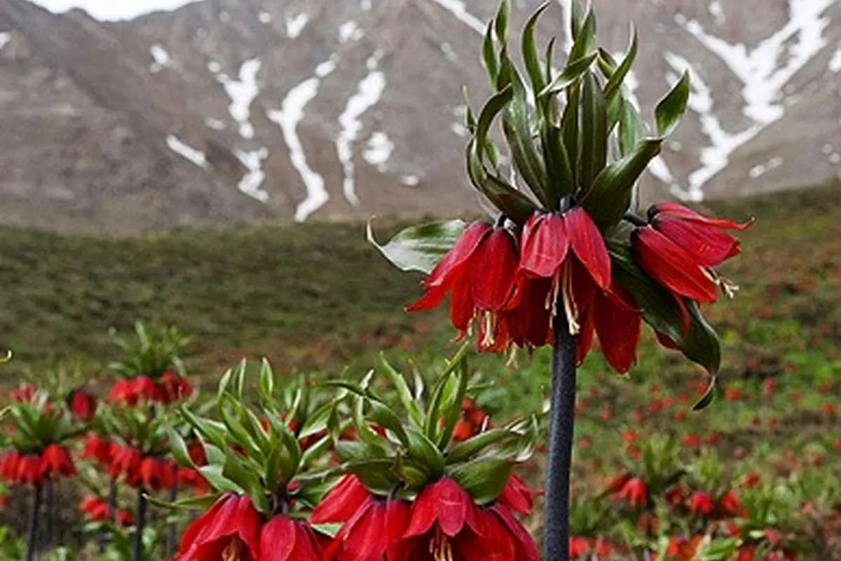 عکس>لاله های واژگون در معرض نابودی