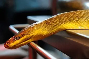 نماد ثروت در هند از باغ وحش دزدیده شد