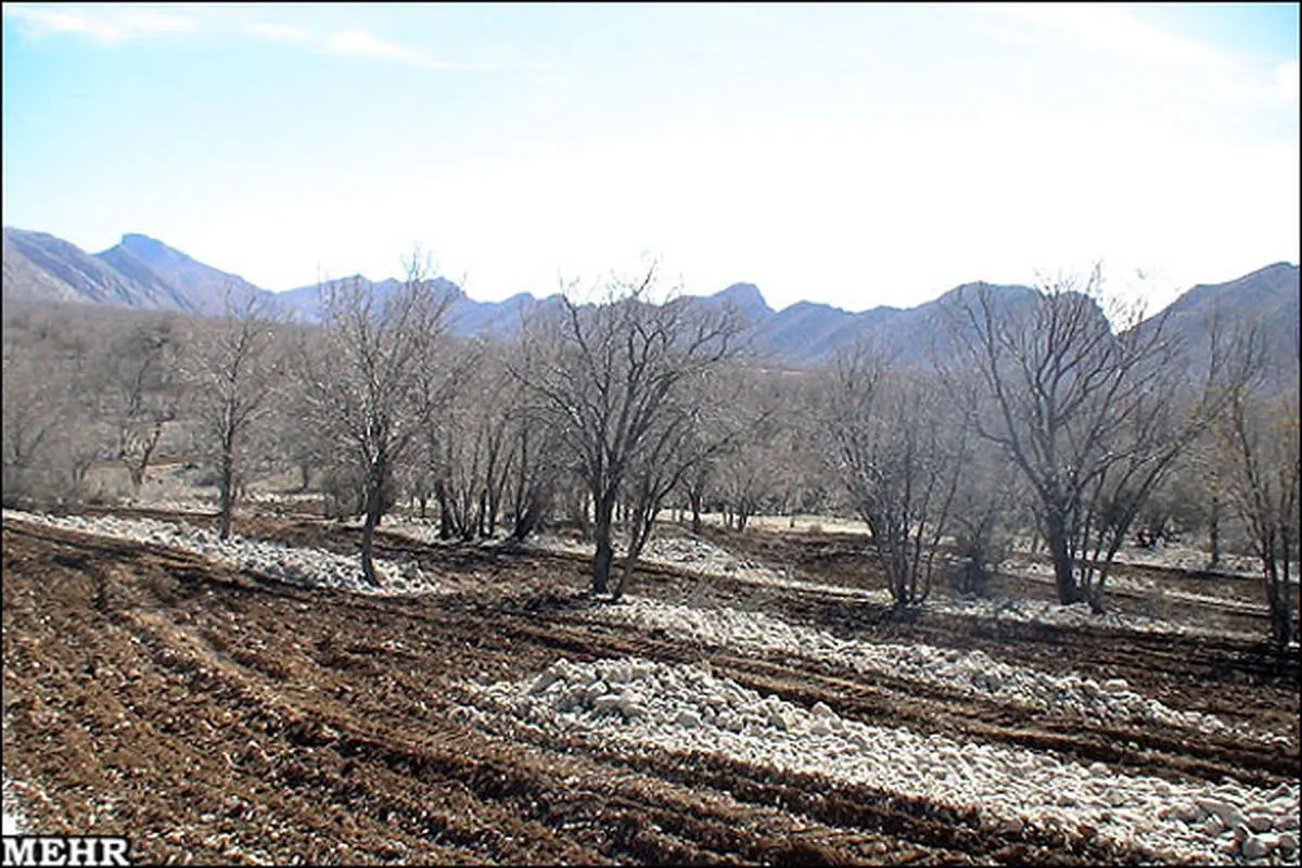 عکس/ خانه گوزن زرد باغ انگور می شود