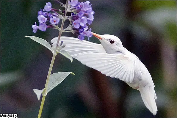 تصاویر/ گونه نادر یک مرغ مگسخوار زال