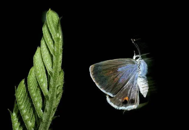 عکس/ لحظه پریدن پروانه
