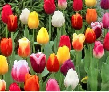 نوروز و گاهشمار خورشیدی