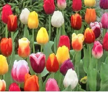 نوروز و گاهشمار خورشیدی