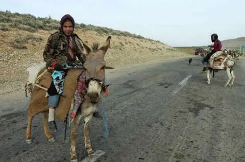 تصاویر؛ الاغ اصلی‌ترین بارکش عشایر سمیرم