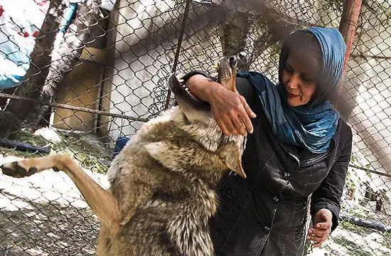 کلینیک حیات وحش پردیسان