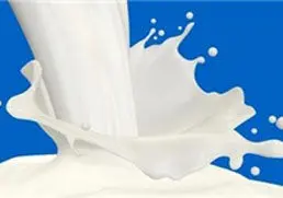 شیر پرچرب به کاهش وزن کمک می‌کند