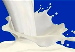 شیر پرچرب به کاهش وزن کمک می‌کند