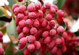 "زرشک" میوه طول عمر