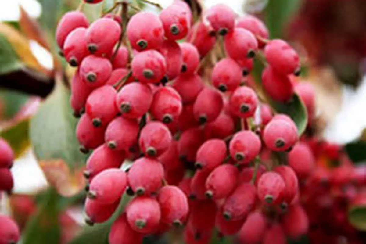 "زرشک" میوه طول عمر