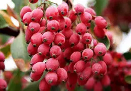 "زرشک" میوه طول عمر