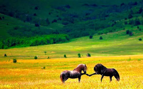 (تصاویر) عجیب و دیدنی از همه‌جای جهان
