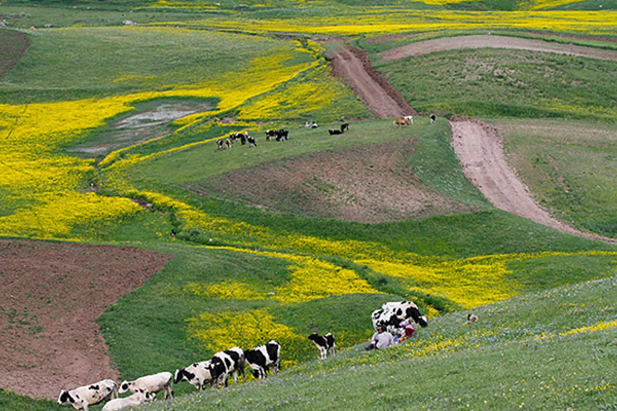 (تصاویر) چشمانداز زیبای دامنه سبلان