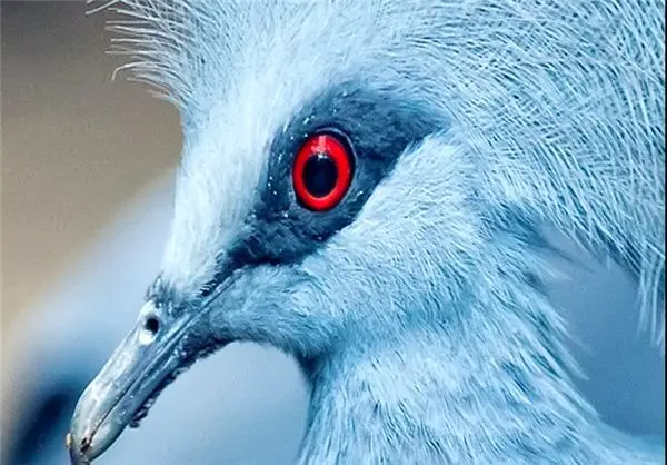 (تصاویر) گونه نادر کبوتر آبی