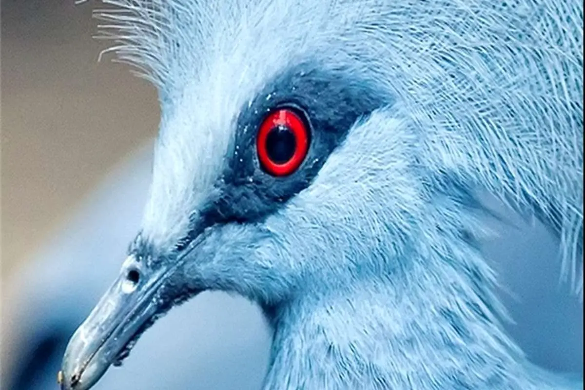 (تصاویر) گونه نادر کبوتر آبی