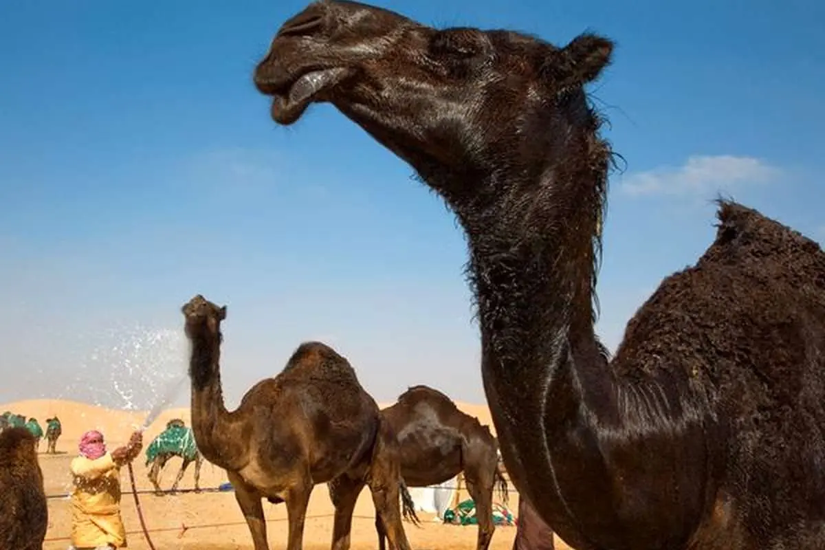 (تصویر) سفر توریستی به ابوظبی