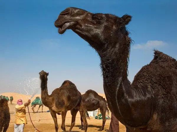 (تصویر) سفر توریستی به ابوظبی