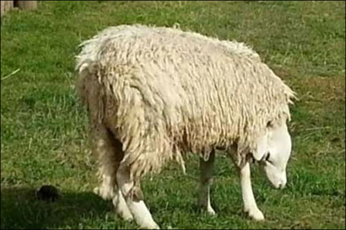 گوسفندی عجیب با سری وارونه+(عکس)