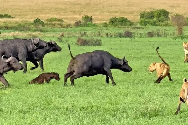 دفاع جانانه بوفالو از گوساله‌اش در برابر حمله شیرها