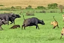 دفاع جانانه بوفالو از گوساله‌اش در برابر حمله شیرها