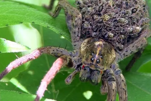 تصاویری شگفت‌انگیز از مادری یک عنکبوت
