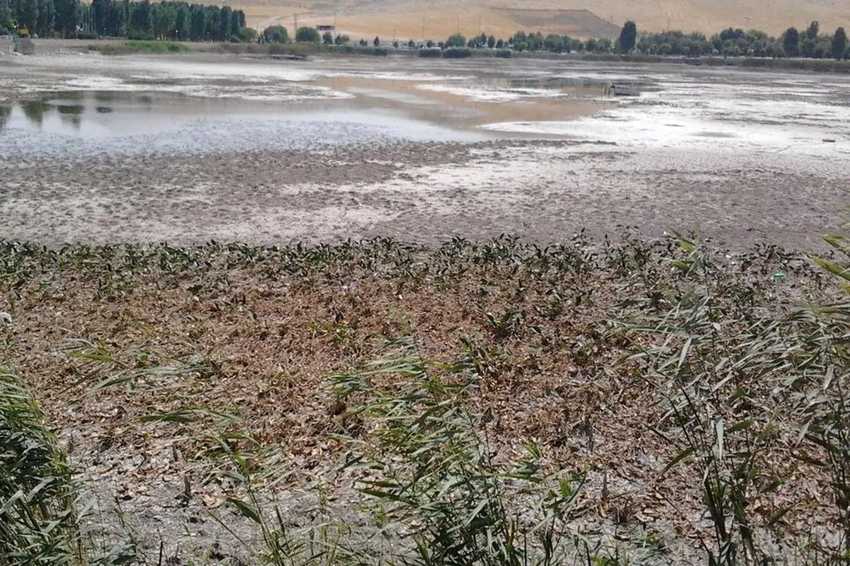 تا دیر نشده، سراب نیلوفر را نجات دهید!