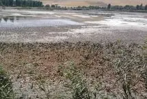 تا دیر نشده، سراب نیلوفر را نجات دهید!