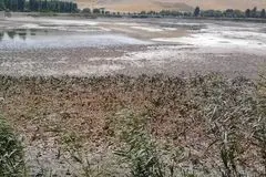 تا دیر نشده، سراب نیلوفر را نجات دهید!
