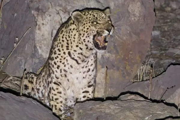 سلطان دماوند انتخاب شد
