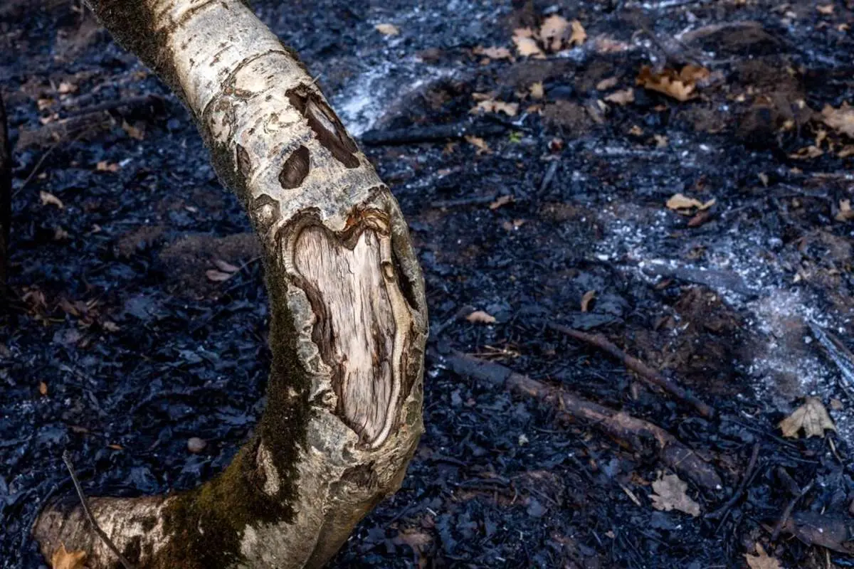 تصاویر؛ سوز و گداز دیزمار