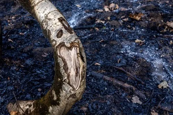 تصاویر؛ سوز و گداز دیزمار