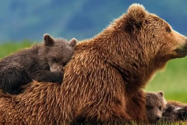 لحظه مواجهه عکاس با ماده خرس قهوه‌ای و دو توله‌اش