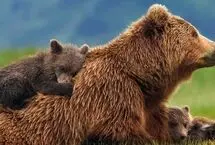 لحظه مواجهه عکاس با ماده خرس قهوه‌ای و دو توله‌اش