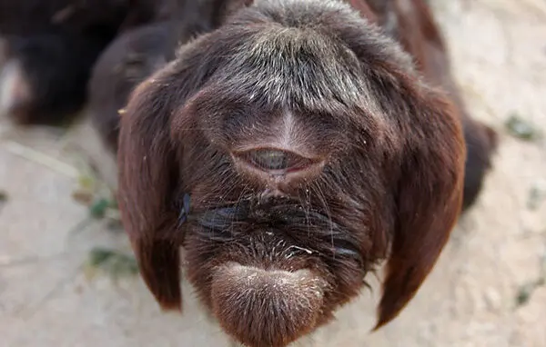 (تصاویر) تولد بره عجیب الخلقه در شوش