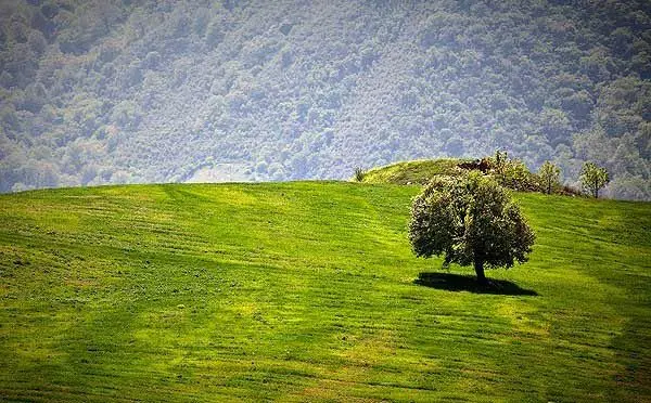 (تصاویر) مناظر بهار در استان گلستان