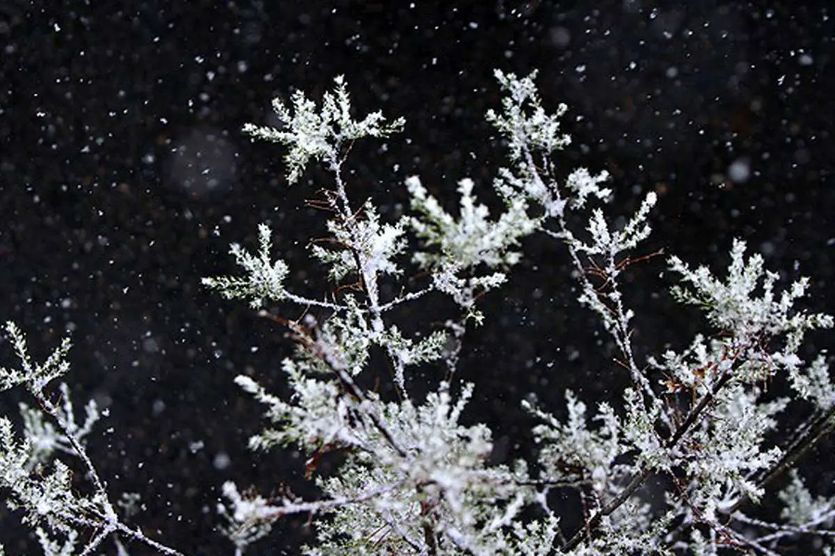 (تصاویر) بارش برف در قم