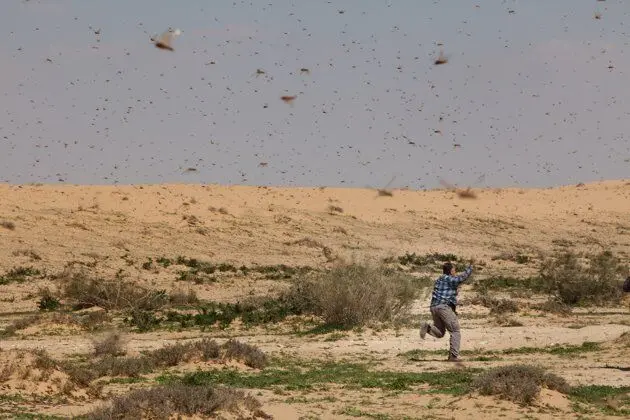 (تصاویر) حمله ملخ ها به اسرائیل