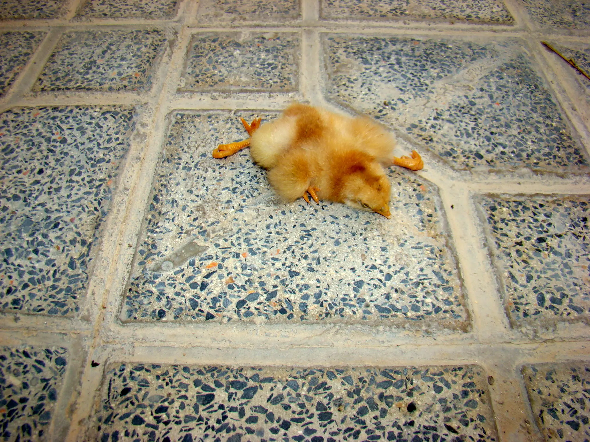 (تصویر) تولد جوجه چهار پا در آبدانان