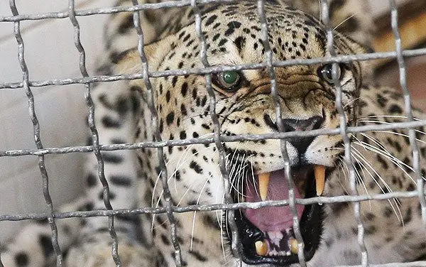 (تصاویر) پلنگ باغ‌وحش‌تهران در دندانپزشکی