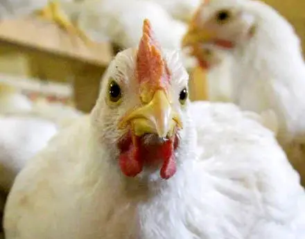 سرخط اخبار اقتصادی