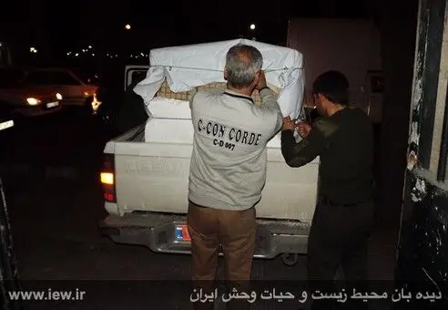 (تصاویر) مراحل درمان پلنگ مجروح