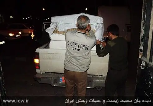 (تصاویر) مراحل درمان پلنگ مجروح