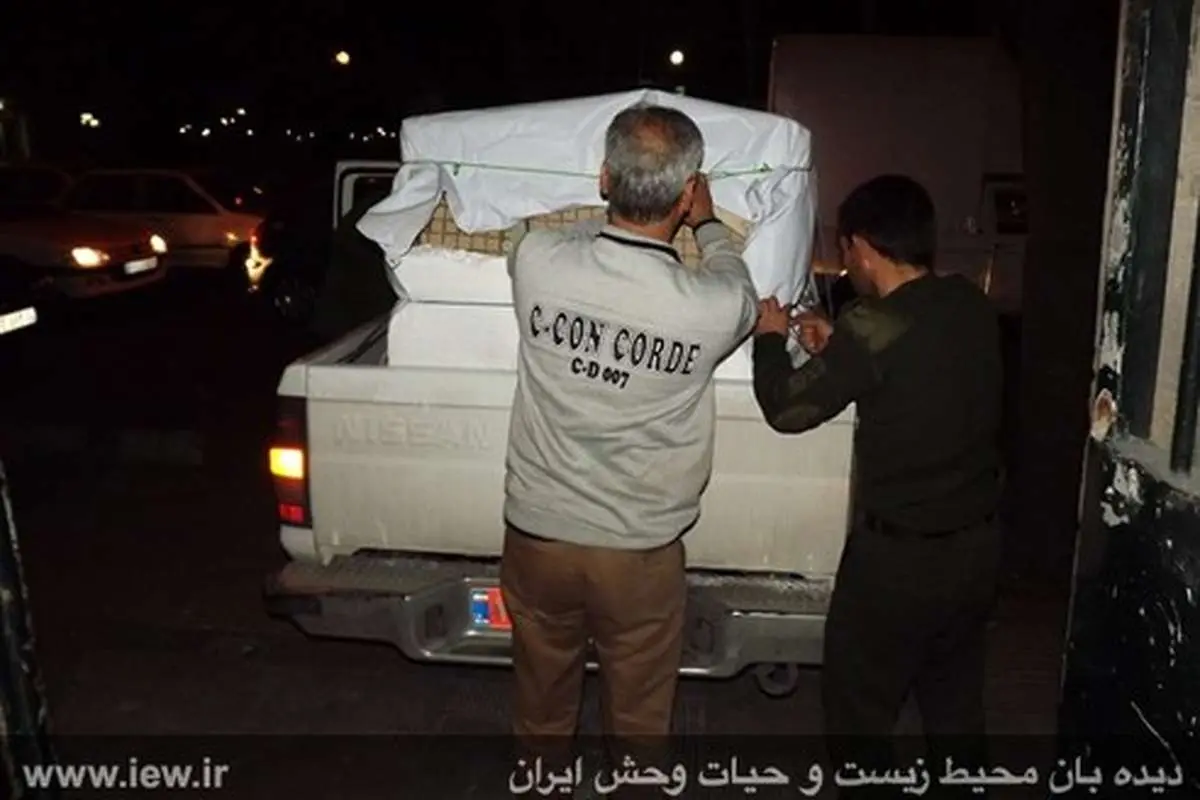 (تصاویر) مراحل درمان پلنگ مجروح