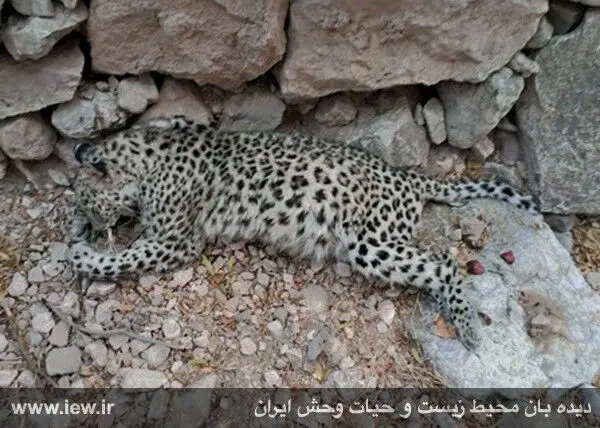 (تصویر) مرگ سومین قلاده پلنگ در آذرماه