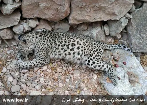 (تصویر) مرگ سومین قلاده پلنگ در آذرماه