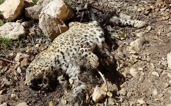 (تصاویر) لاشه پلنگ در گچساران سوزانده شد