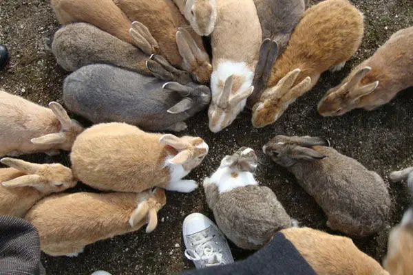(تصاوير) جزیره‌ای در تسخیر خرگوش‌ها